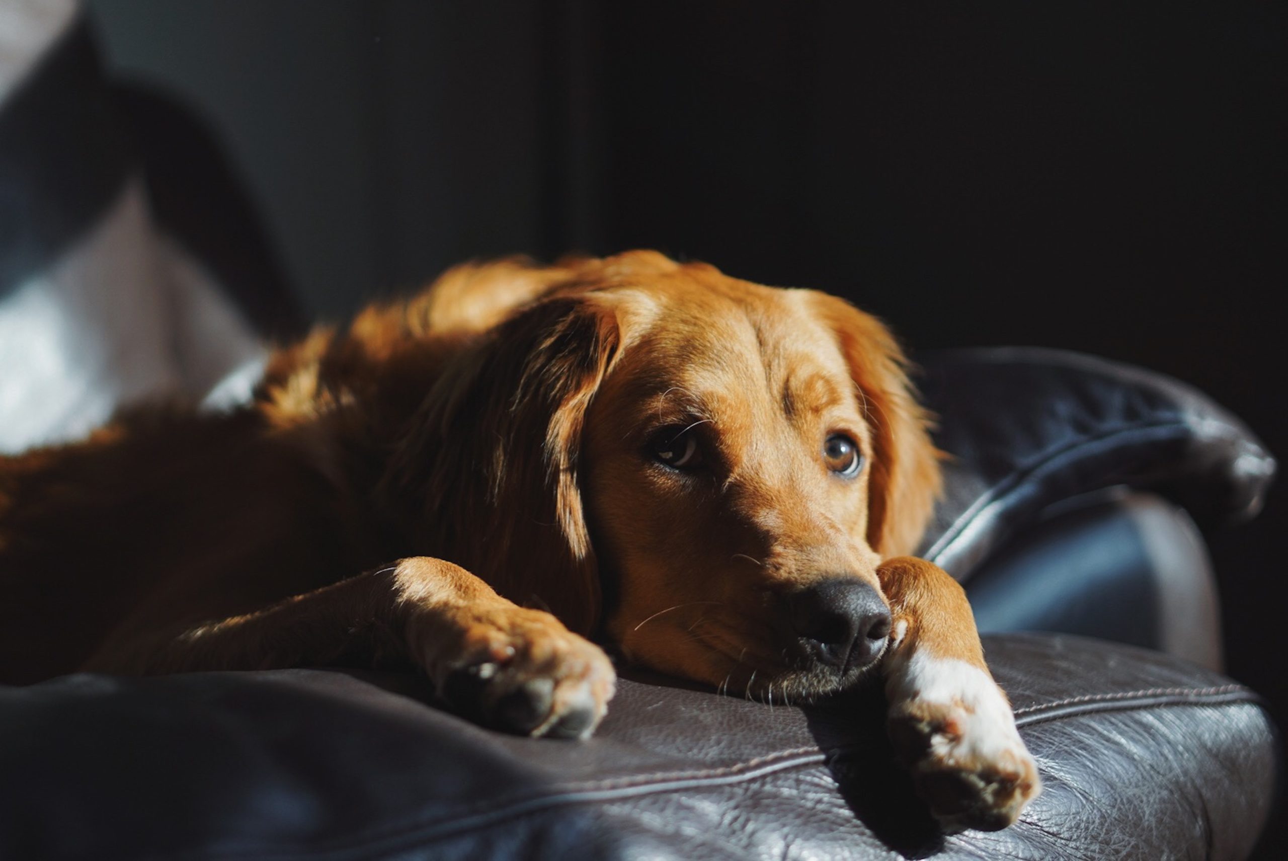 Obesidade pode levar pets a desenvolverem diabetes