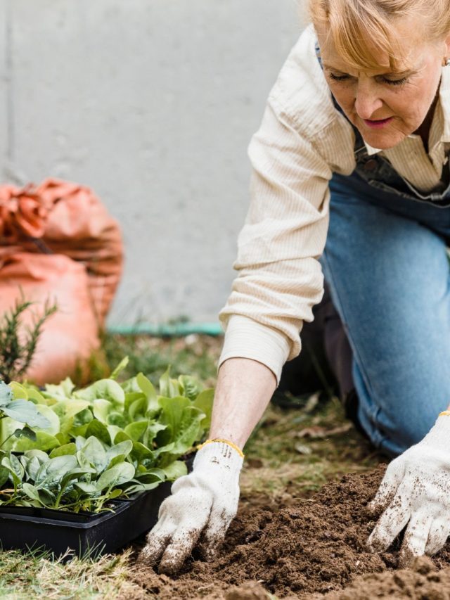 Título do Web Story “Dicas Essenciais de Jardinagem para Iniciantes”